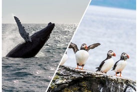 レイキャビクの野生動物ホエールウォッチングとツノメドリのツアー