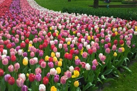 Visite en petit groupe des tulipes et des moulins à vent de Keukenhof au départ d'Amsterdam