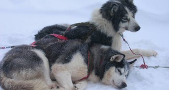 Wilderness husky adventure