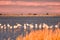Photo of Group of flamingos at sunset in Delta de Ebro natural park, Tarragona, Catalonia, Spain .