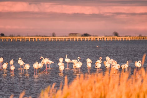 Photo of Group of flamingos at sunset in Delta de Ebro natural park, Tarragona, Catalonia, Spain .