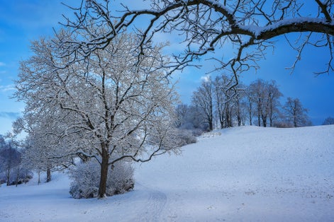 photo of winter snowy morning in Elfenau park in Bern, Switzerland.