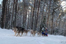 From Riga: Husky Sledding or Wheel Kart Tour