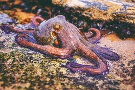 Tide Pool Safari in Monte Clérigo Beach