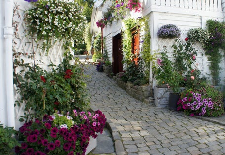 Photo of street with traditional white wooden houses and flowers in pots in Gamle Stavanger in Rogaland, Norway.