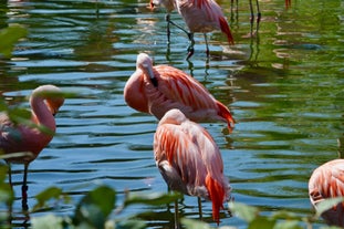 Zoo Basel