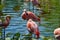 Photo of Pink flamingos in the water in the zoo of Basel, Switzerland.