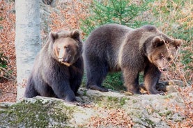 Bearwatching Hiking Day Tour i High Tatras från Poprad