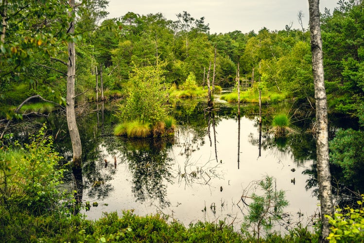 Photo of Lüneburger Heide, Heidekreis, in Schneverdingen,Germany.