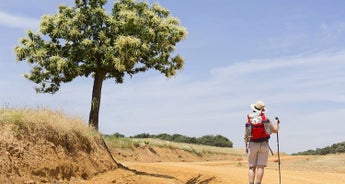 Walk the Camino de Santiago