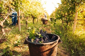 Weinprobe im Luxus des Valle d'Itria