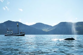 Avistamiento de ballenas y frailecillos a bordo de un barco de vela tradicional de roble desde Husavik