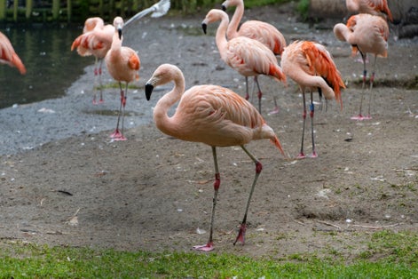 Beautiful flamingos at belfast zoo.