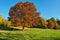 photo of view of Beech tree (Fagus) in the autumnal Ostpark, Munich, Bavaria, Germany, Europe,Munich Germany.