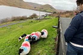 Galway: Connemara, Sheepdog Show and Medieval Castle Tour