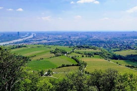 Tour del vino di Vienna per piccoli gruppi