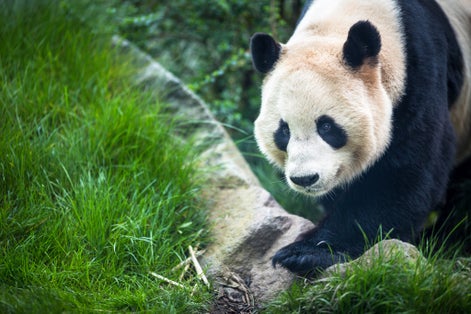 Photo of Giant panda (Ailuropoda melanoleuca) ,Edinburgh Zoo ,Scotland .