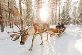 Lapplandshreindýra- og huskysafari frá Rovaniemi