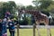 Photo of Fota Wildlife Park: giraffe being fed leaves, Ireland.