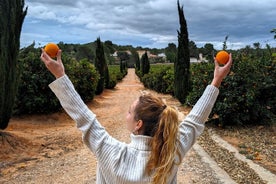 Orange Harvest Experience: Exploring a Genuine Citrus Farm