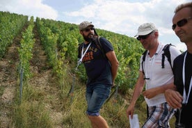 Gourmet walk in the heart of the vineyards with Champagne tasting near Epernay