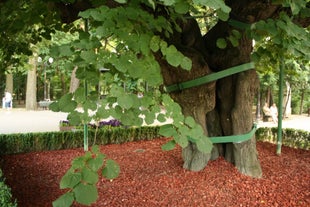 Eminescu's Linden Tree