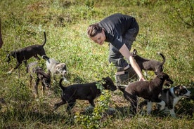 Assisti ad un allenamento di cuccioli in un allevamento di husky a Tromso