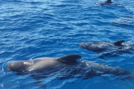 Ocean Pack Tenerife Jet Ski and Yacht Whale Watching