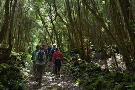 Wine and Vineyards Hike