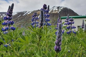 1時間のSiglufjörður散歩