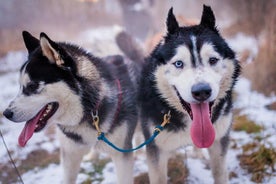 Giro in slitta trainata da cani a Cracovia