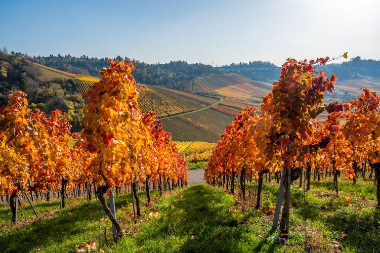 Photo of Vineyards between Kappelberg and Rotenberg in Stuttgart - Beautiful landscape scenery in autumn - Aerial view over Neckar Valley, Baden-Württemberg, Germany .