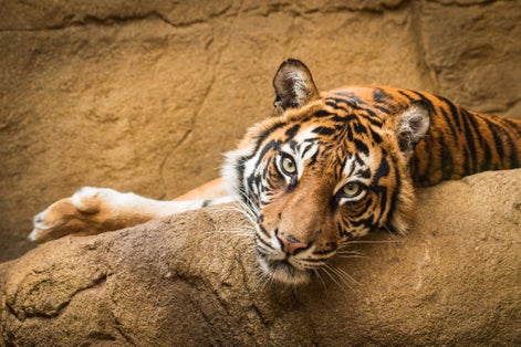 Photo of tiger at London zoo, UK.