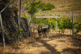 Besuch des Mountain Vineyard in Arafo und Verkostung ökologischer Weine