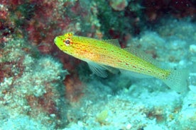 Sortie snorkeling pour groupes jusqu'à 40 personnes.