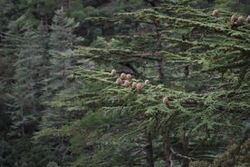 파 포스에서 출발하는 TROODOS MOUNTAINS 투어