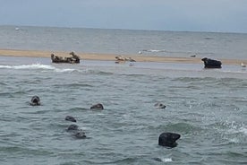 Scroby Sands Seal Watching