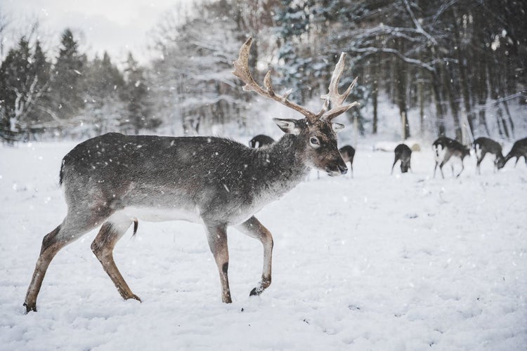 pexels-schneewolf-735988.jpg