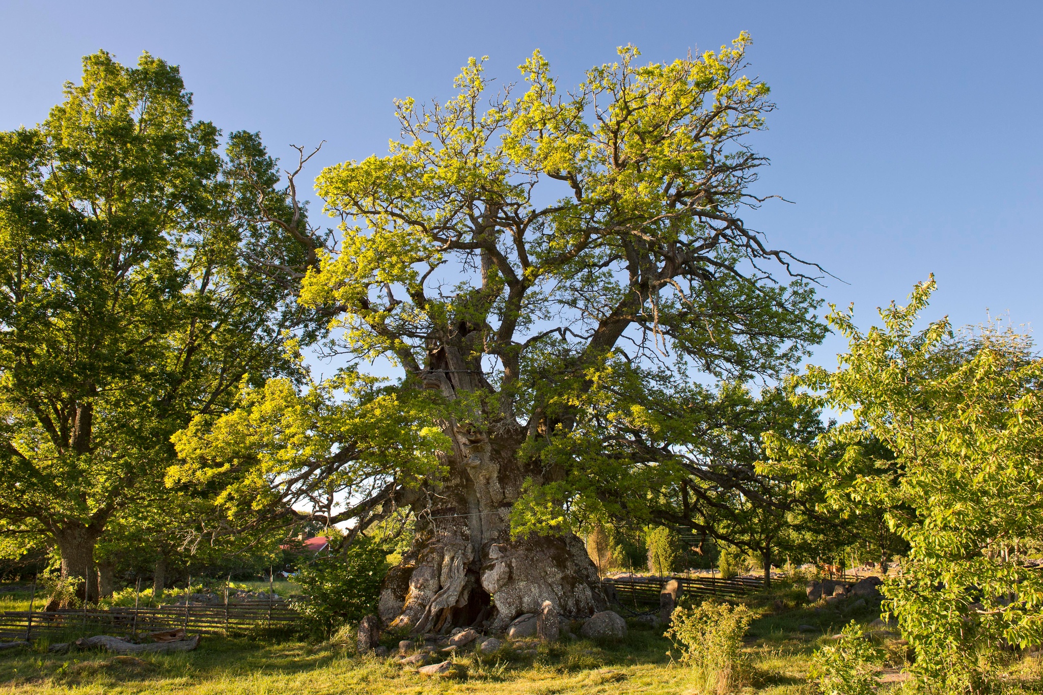 Rumskulla oak