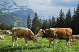 Besuchen Sie eine niedliche Alpfarm voller Tiere in Wengen