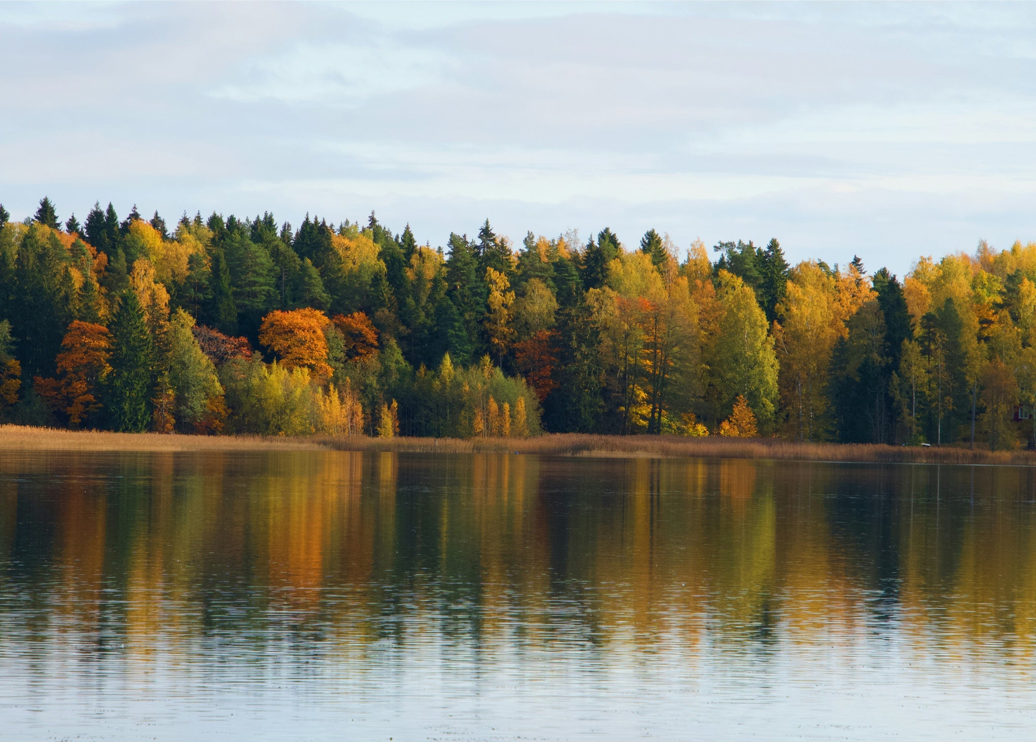 Best-Time-To-See-Fall-Foliage-Finland.jpg