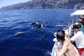 Los Gigantes: Whale-watching cruise or dolphin watching tour and swim in Masca