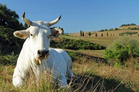 Wildichiana: Chianina-köttet i Sienese Valdichiana