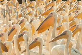 Birding di un giorno lungo la costa meridionale bulgara del Mar Nero