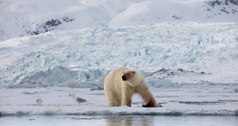 Svalbard Explorer Photography Expedition Micro Cruise with Paul Goldstein - 12 Guests Only