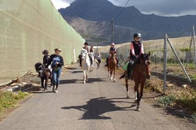 Fruit Farm Horse Riding