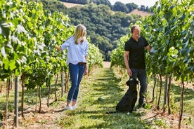 1.5-Hour Swanaford Vineyard Tour And Tasting Experience