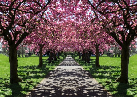Cherry Blossoms in Greenwich Park, London.