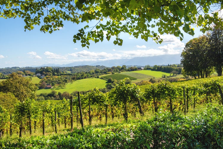 Photo of Vineyard of the Jurancon wine in the French Pyrenees, Pau city.