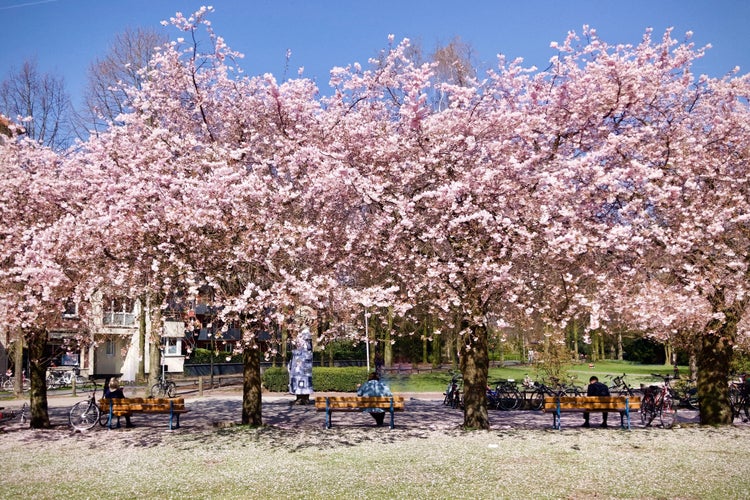 Photo of pink cherry blossom trees in Muenster, NRW, Germany.